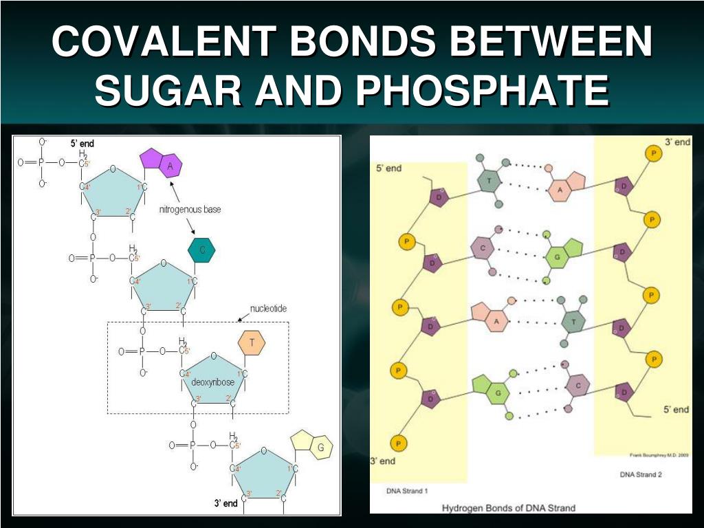 dna sugar phosphate backbone covalent bond dna sugar phosphate backbone covalent bond