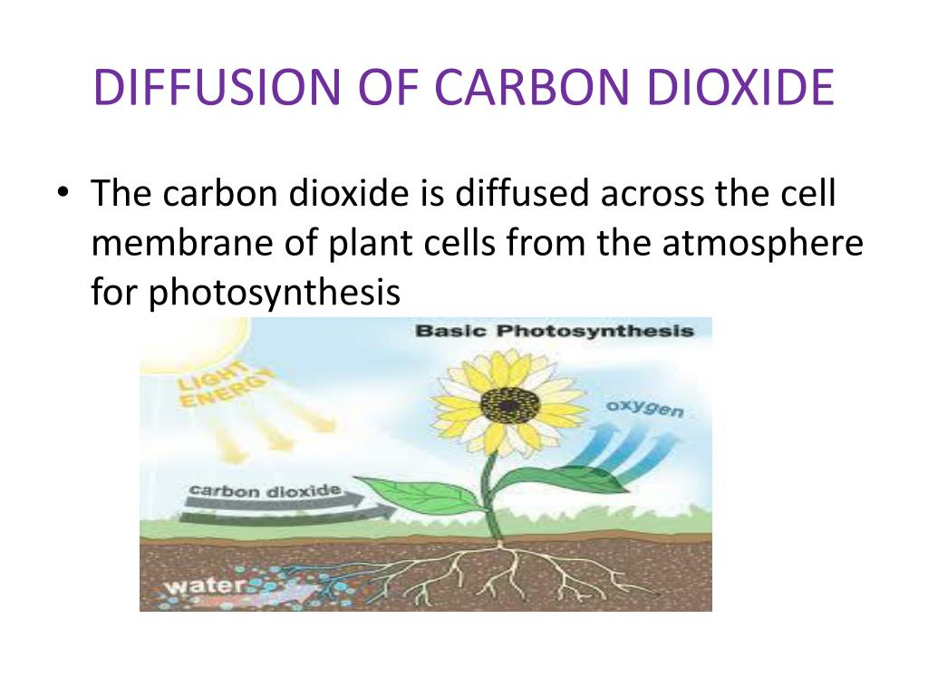 Carbon oxygen carbon dioxide