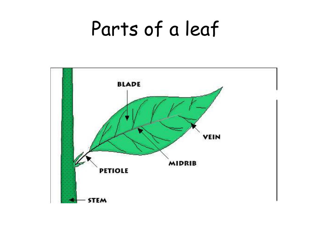 PPT - Structure of a leaf PowerPoint Presentation, free download - ID ...