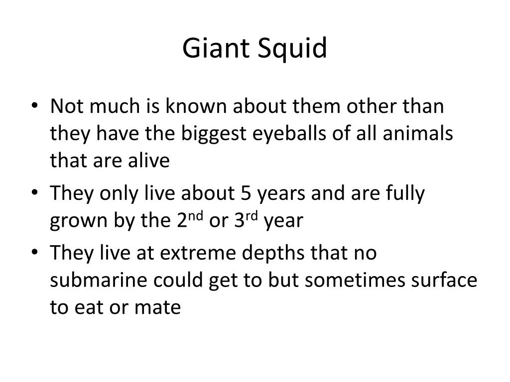 PPT - Squid Reproduction + Cool Facts PowerPoint Presentation, free