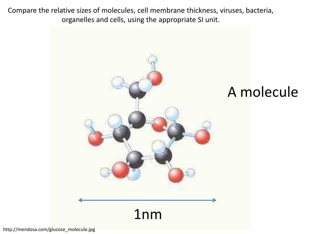 Размер молекулы инулина.