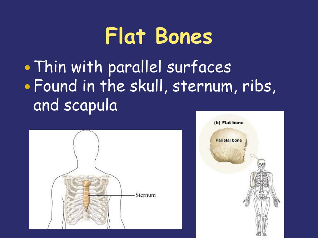 flat bone function flat bone function