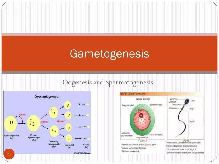 Gametogenesis