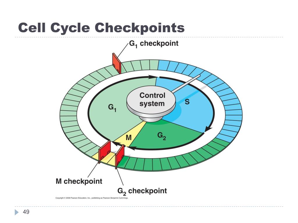 CHAPTER 12 PowerPoint Presentation, free download Biology Diagrams
