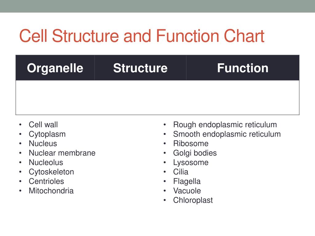 Structure And Function Of Organelles Chart