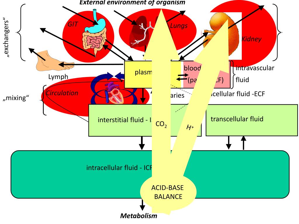 isfv physiology isfv physiology
