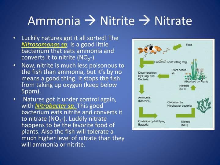 ppt - nitrogen cycle in aquaponics powerpoint presentation