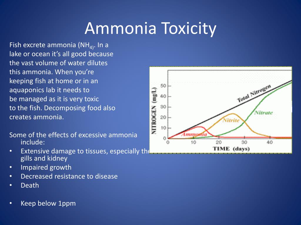 PPT - Nitrogen Cycle in Aquaponics PowerPoint Presentation, free