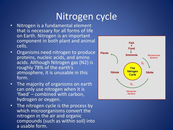 What is aquaponics nitrogen cycle