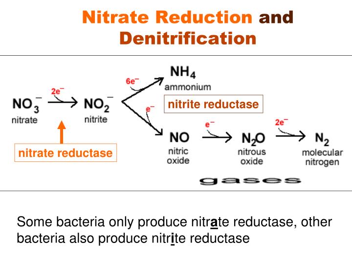 Ppt Ex 17 Nitrate Respiration Nitrate Reduction Test Powerpoint Presentation Id2426462 2129