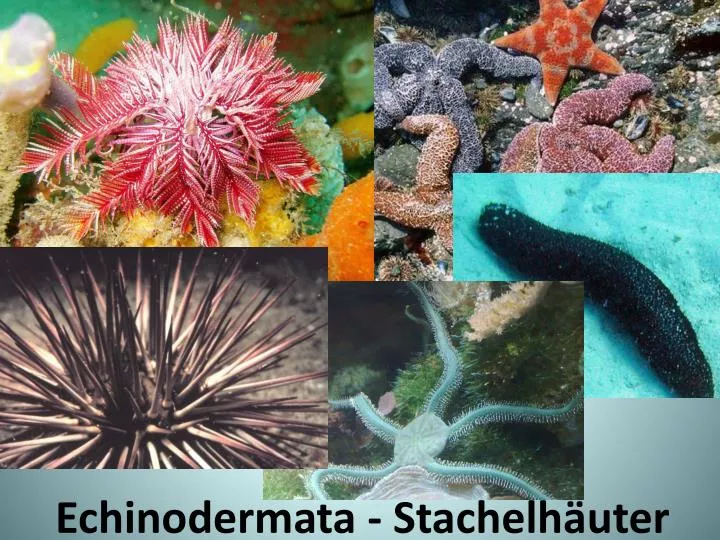 PPT - Echinodermata - Stachelhäuter PowerPoint Presentation, free ...