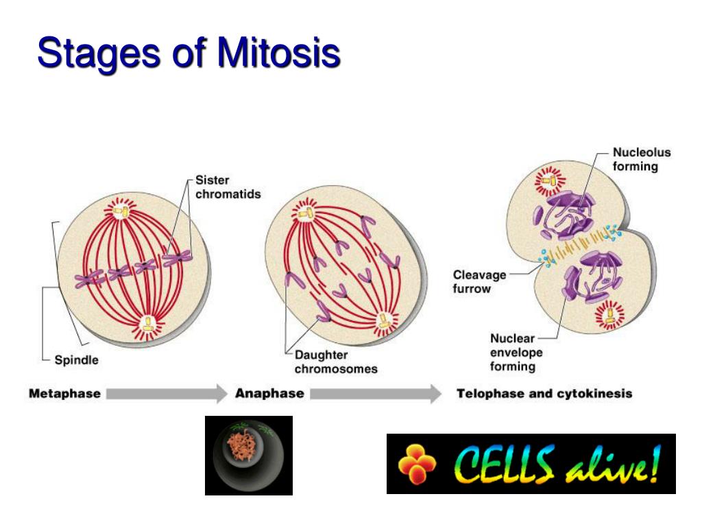 Última etapa de la mitosis