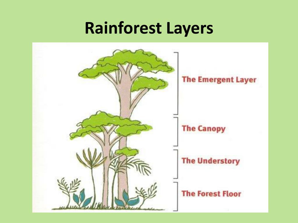PPT - Rainforests PowerPoint Presentation, free download - ID:2429150
