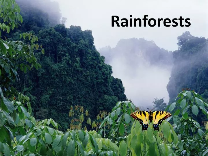 presentation template rainforest