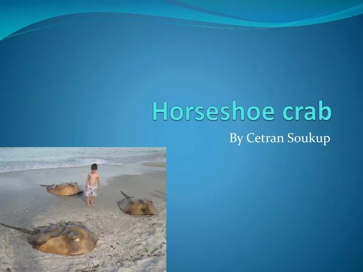 horseshoe crab n.
