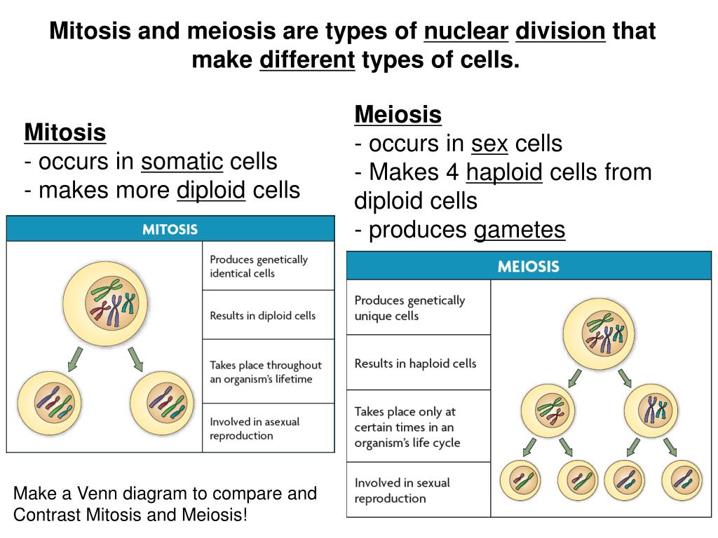 What Type Of Cells Undergoes Meiosis Chapter 12 Meiosis At Saint