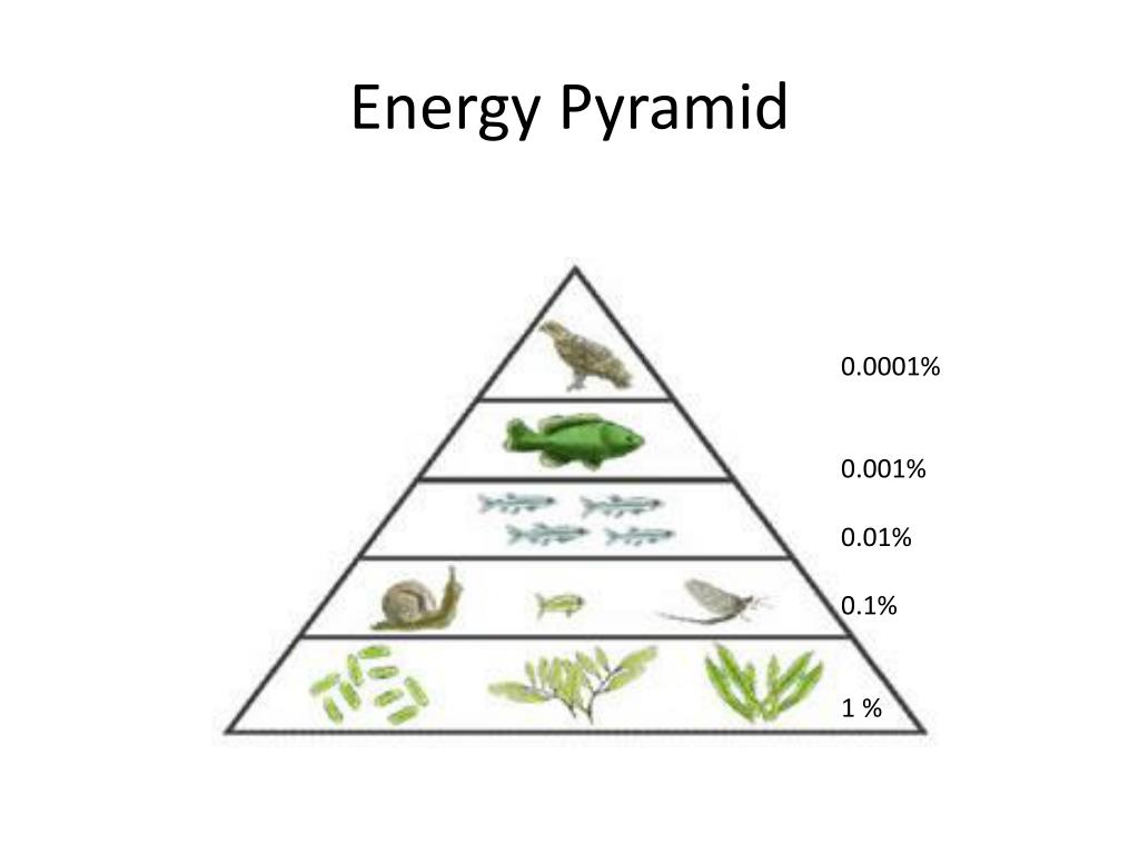 PPT - Science 20 PowerPoint Presentation, free download - ID:2430528