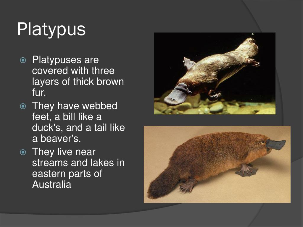 PPT Animals Of Australia PowerPoint Presentation Free Download ID 
