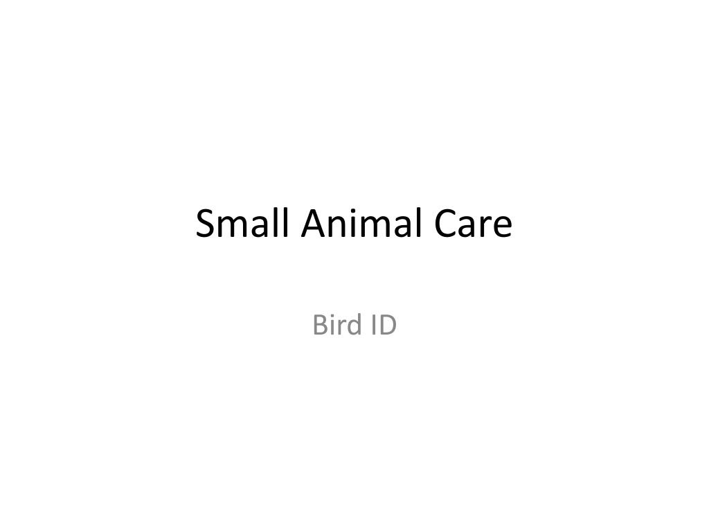 PPT Small Animal Care PowerPoint Presentation, free download ID2431172