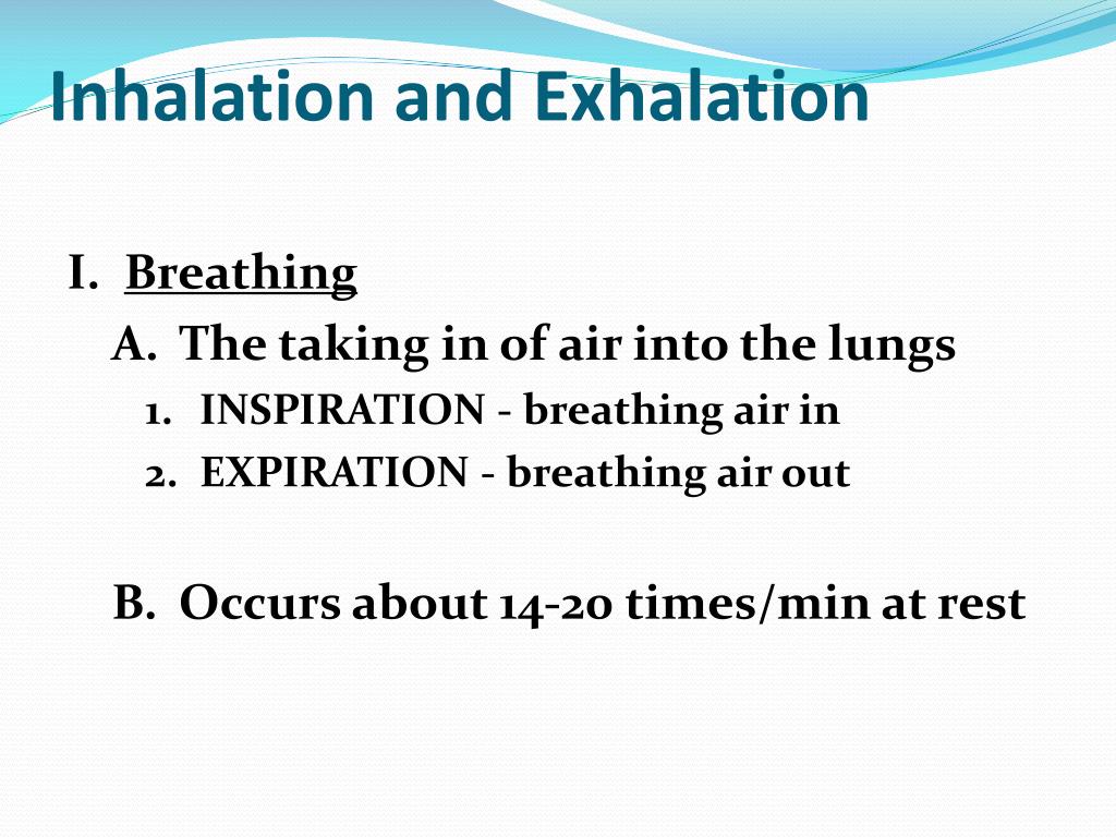 PPT - Respiration PowerPoint Presentation, free download - ID:2431395