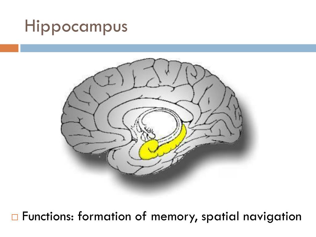 Повреждение гиппокампа. Гиппокампе. Гиппокамп (Спутник). Гиппокамп на препарате. Гиппокамп древний мозг.