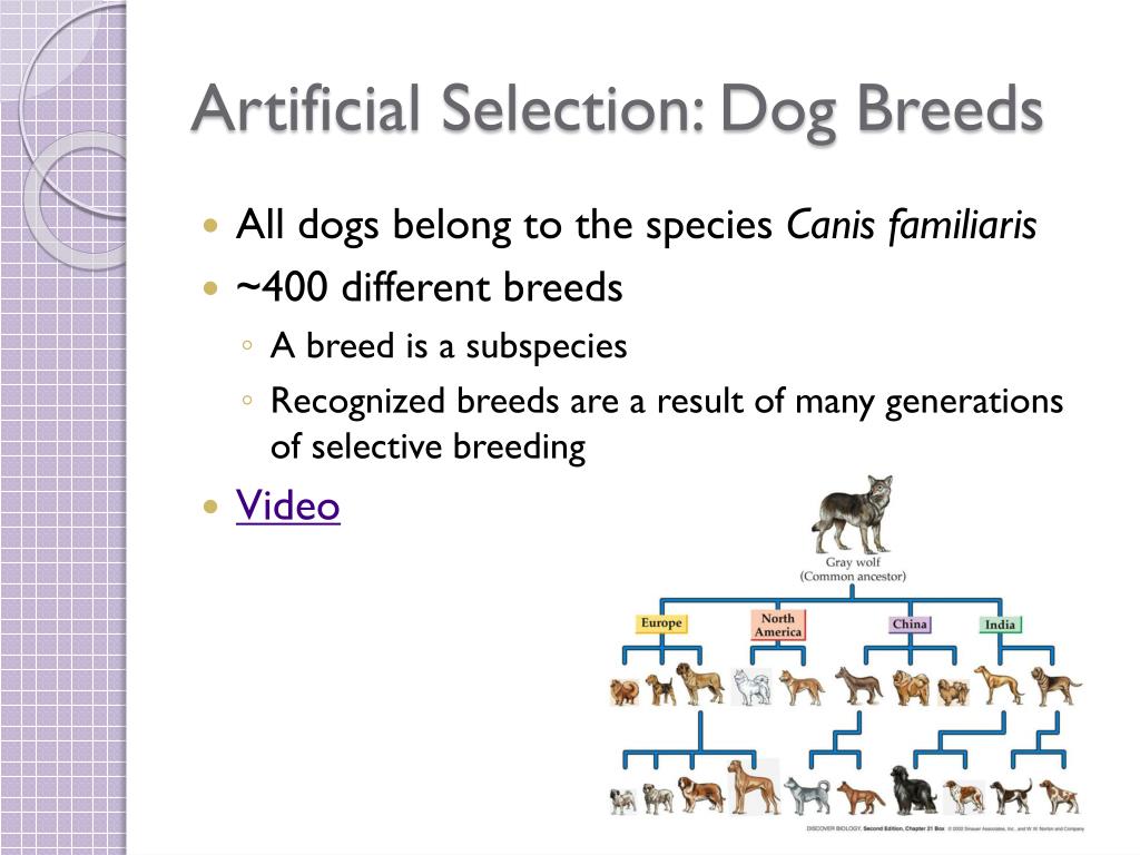 Artificial selection in animals