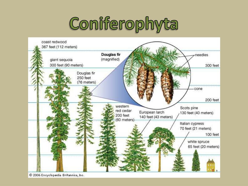 PPT The Plant Kingdom PowerPoint Presentation, free