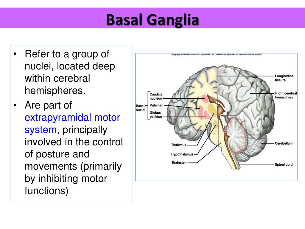 Basal Ganglia Diagram Biology Diagrams