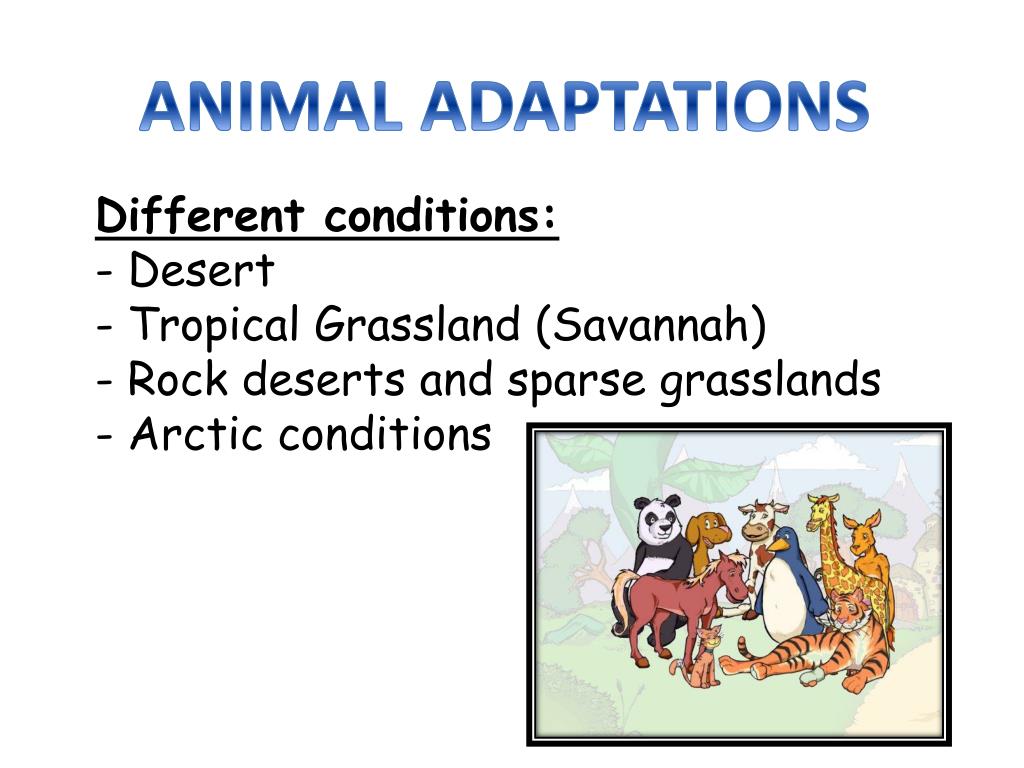 PPT - ANIMAL ADAPTATIONS PowerPoint Presentation, free download - ID:2432229