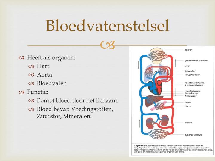 PPT - Cellen en organen PowerPoint Presentation - ID:2432650