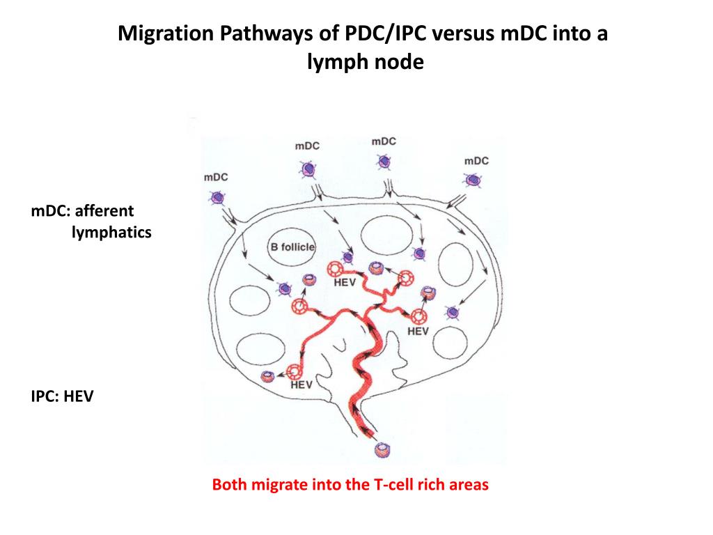 Mdpc Cross PPT - Infectious diseases Tissue transplantation Elimination of tumors ...