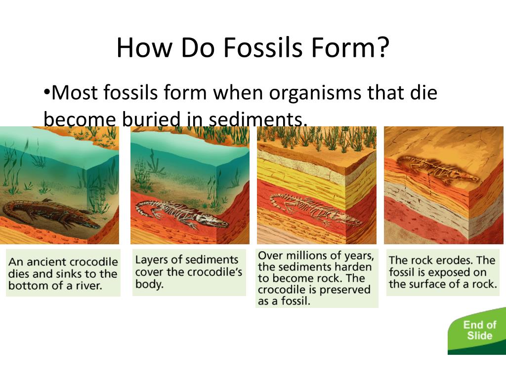 PPT Section 2 Evidence of Evolution PowerPoint Presentation, free