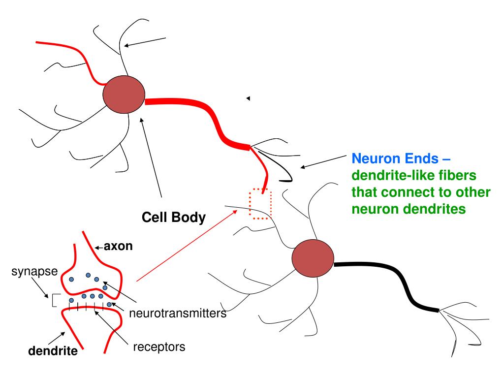 dendrite vs axon