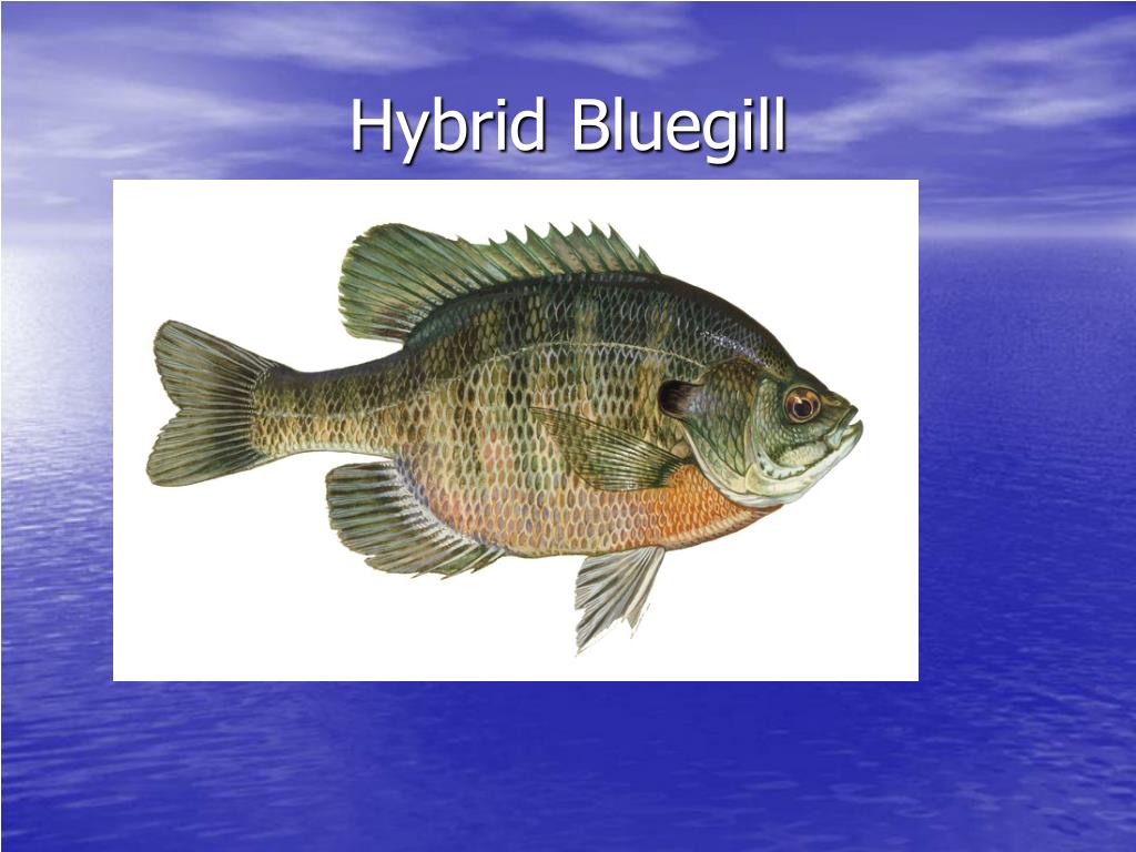PPT Aquacultural Fish Species PowerPoint Presentation, free download