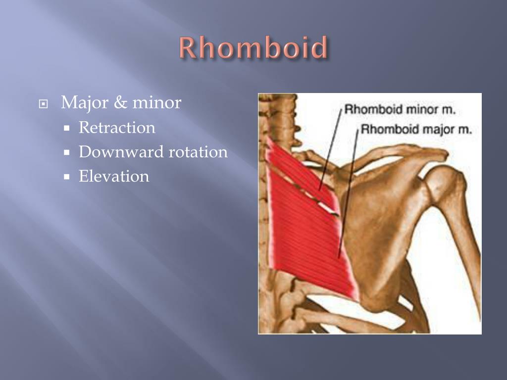PPT - Shoulder Rehabilitation PowerPoint Presentation, free download -  ID:2434998