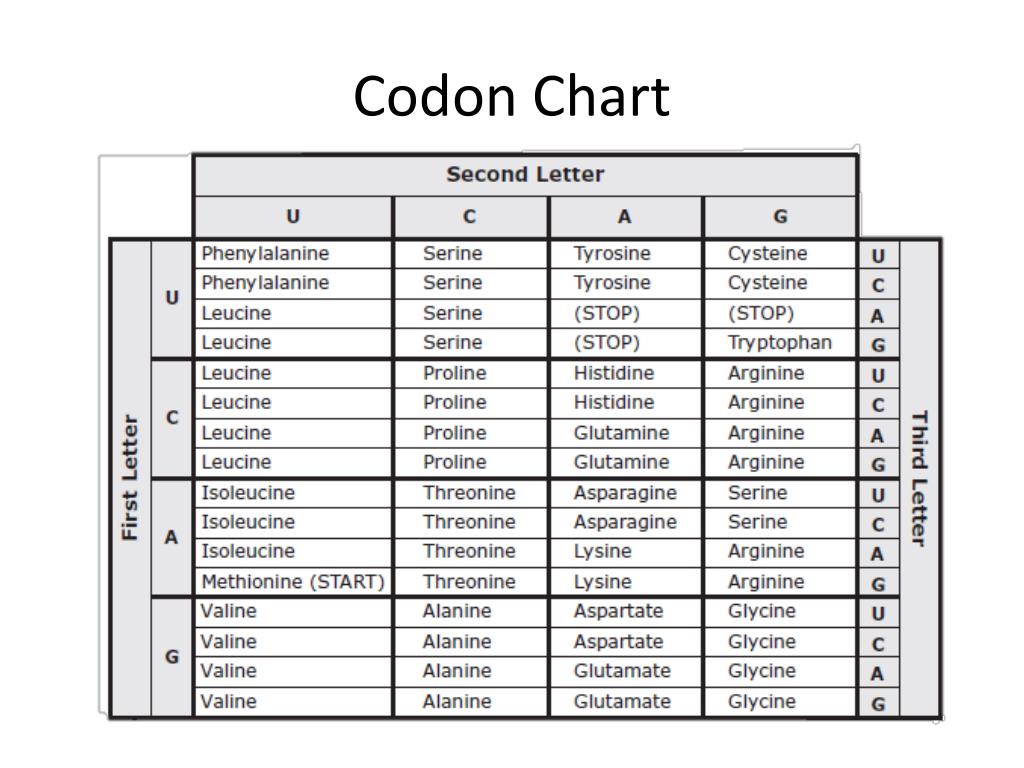 E Codon Usage Chart