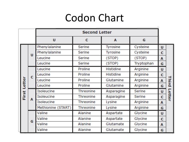 PPT - The Codon Chart PowerPoint Presentation - ID:2435597