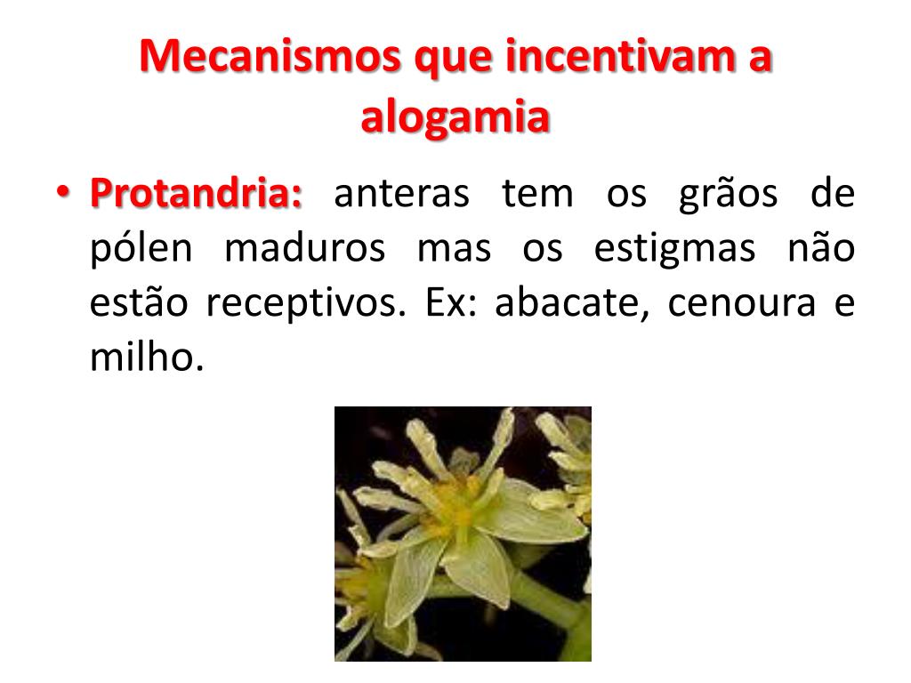 PPT - SISTEMAS REPRODUTIVOS DE PLANTAS CULTIVADAS PowerPoint Presentation -  ID:2435994