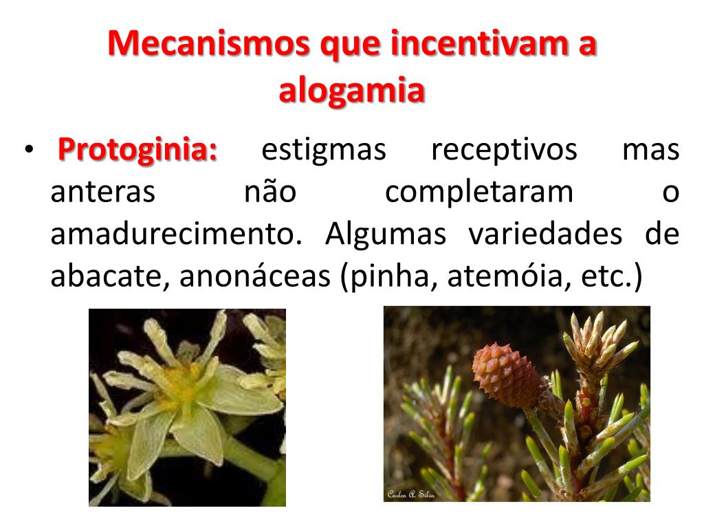 PPT - SISTEMAS REPRODUTIVOS DE PLANTAS CULTIVADAS PowerPoint Presentation -  ID:2435994