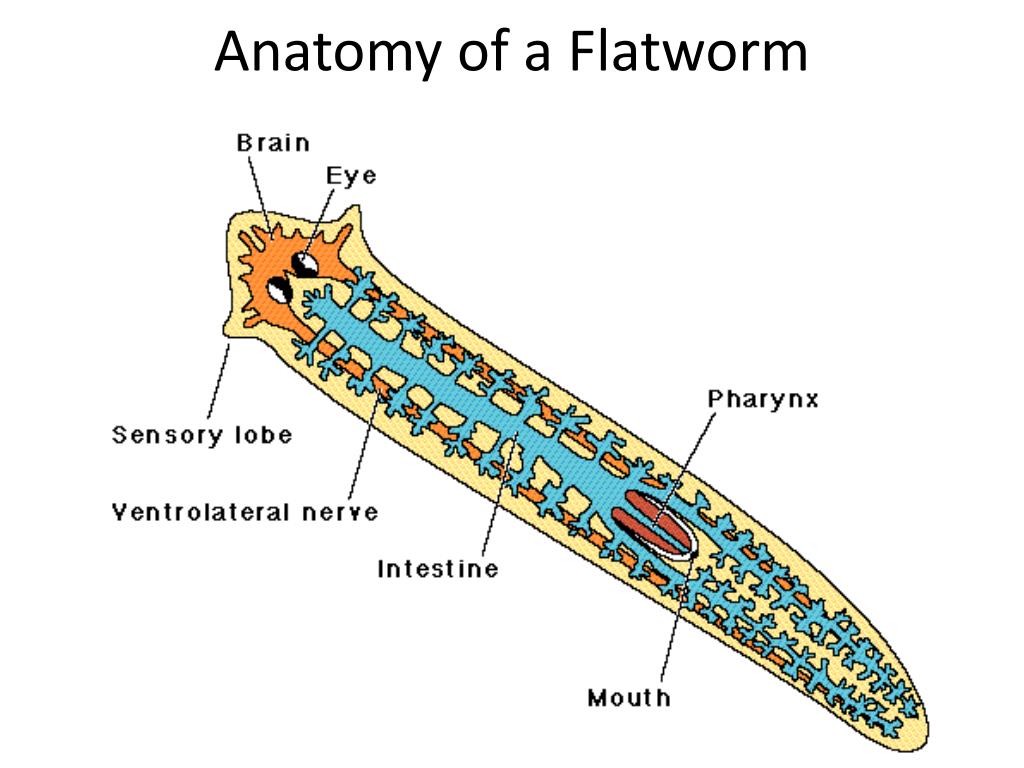 About Flatworms