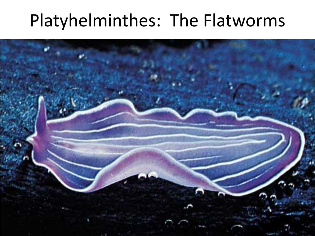 A Metazoa filogénia feltételezett útvonalai Platyhelminthes és fonálférgek ppt