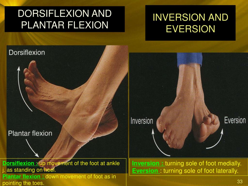 Dorsiflexion and Plantar Flexion of the Foot