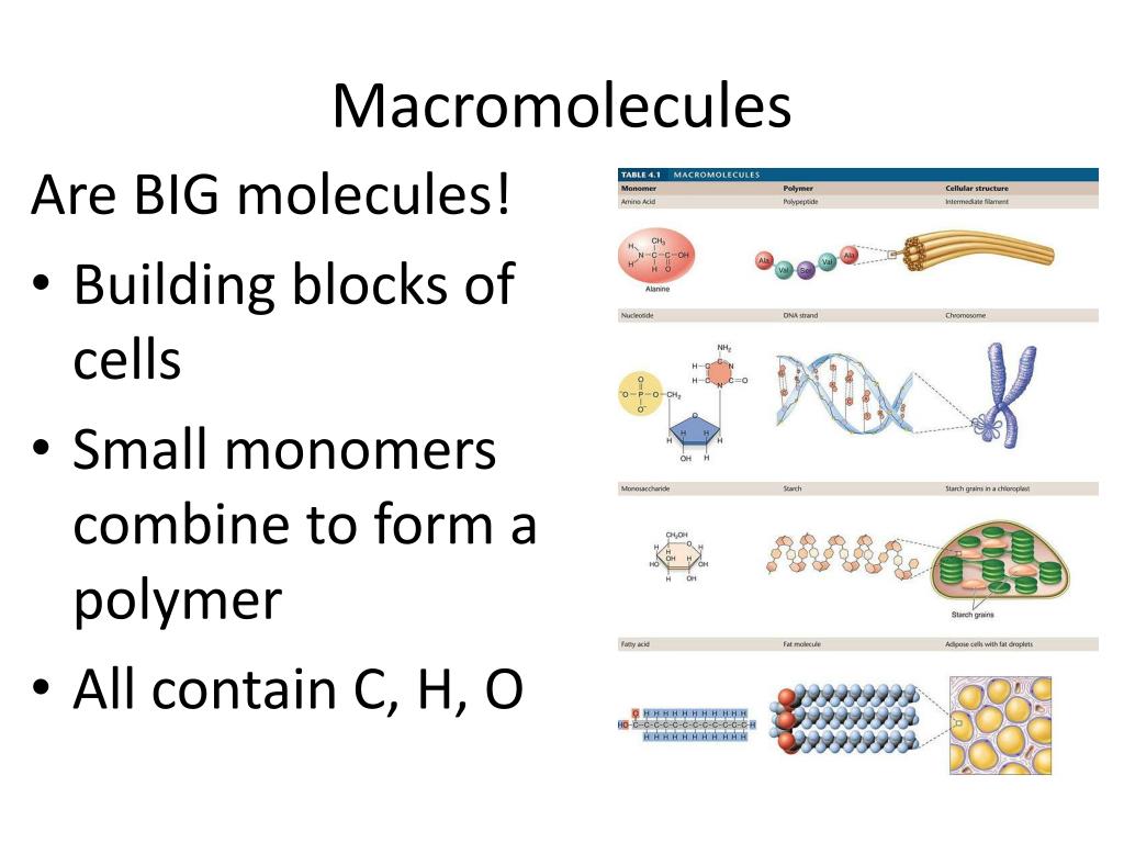 PPT Biochemistry Macromolecules PowerPoint Presentation Free 