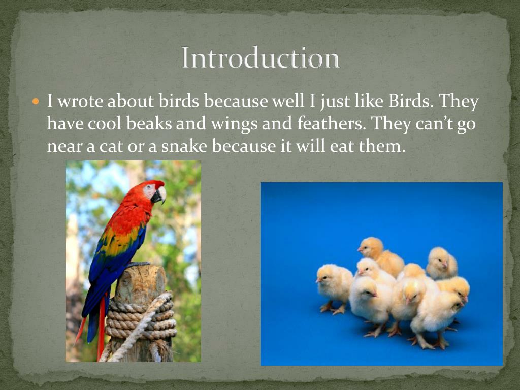 presentation about birds