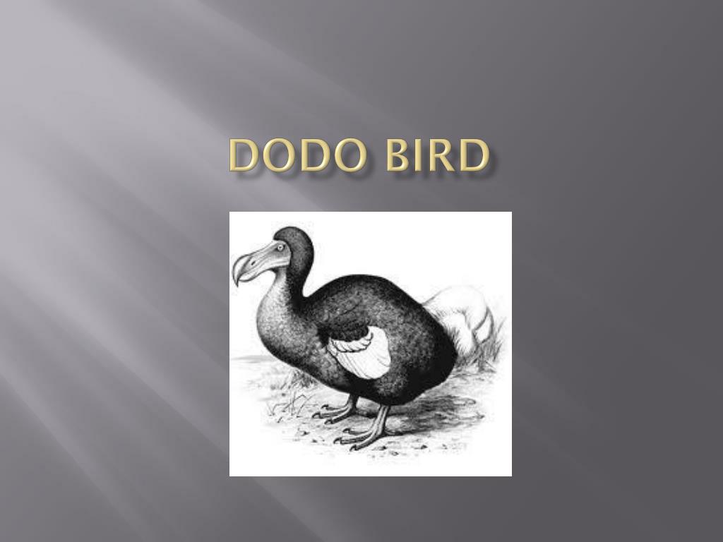 PPT - Dodo bird PowerPoint Presentation, free download - ID:2438666