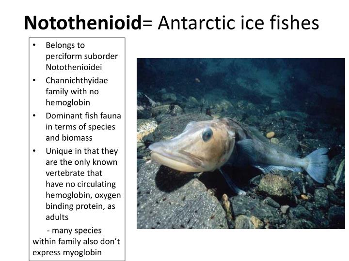 ppt loser antarctic notothenioid fishes powerpoint oceans ppt