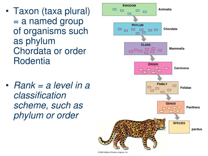 What Is The Plural Of Phylum? – Phylum – NYELIS