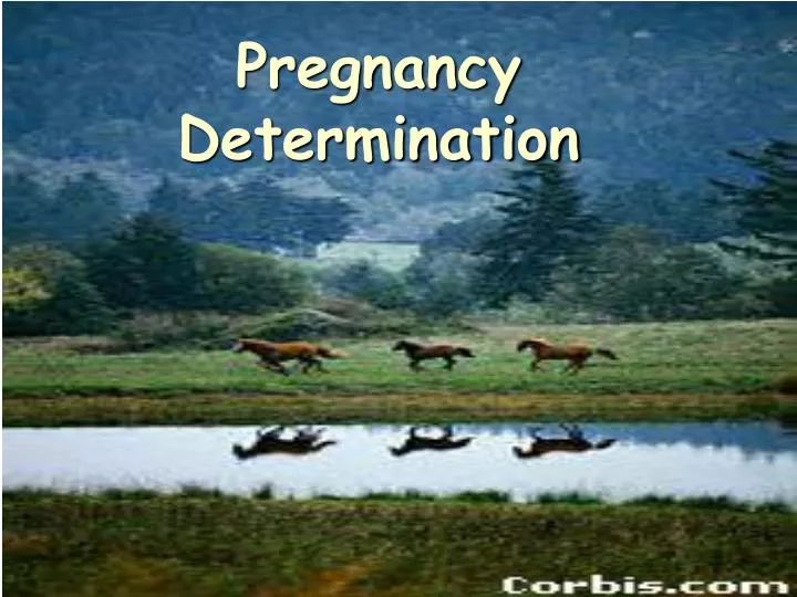 pregnancy determination n.