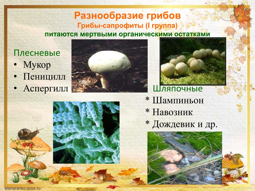 Сапротрофы роль в природе. Плесневые грибы сапрофиты. Грибы-сапрофиты шампиньон. Грибы спорофиты. Грибы сапрофиты 5 класс биология.