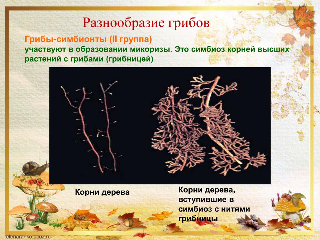 Примеры симбиоза у растений